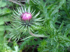 Carduus defloratus